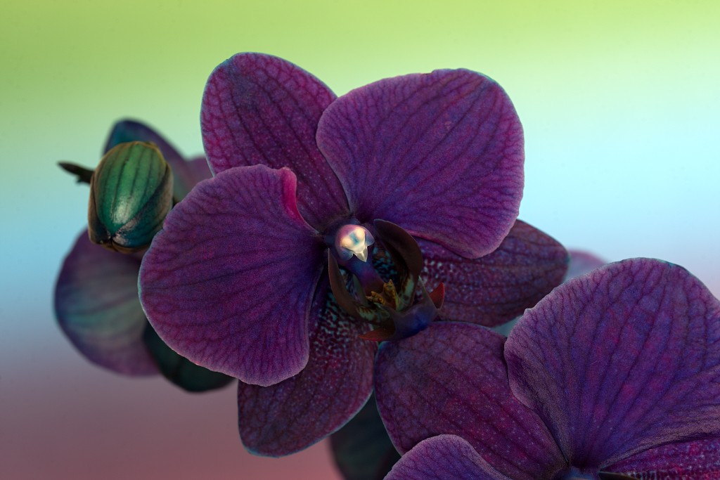 orchideeën orchidee orchideeen hdr bloem Orchidaceae natuur flora bloemen orchis sierbloem sierplant phalaenopsis orchidaceae